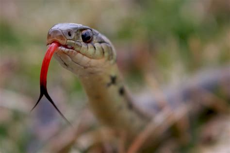 Snakes Use Their Forked Tongues To Smell Scientist Reveals Science Times