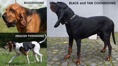 Unravel The Intriguing World Of Black And Tan Coonhounds Your Ultimate