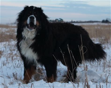 He has many good qualities, but his giant size and potential for health problems the newfoundland's history is more speculation than fact. Newfoundland and Bernese Mountain Dogs