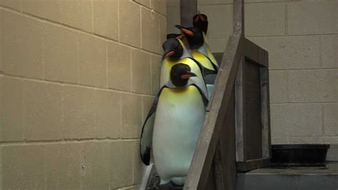 27 funny posts from this week on twitter. King Penguins Leaving Exhibit - Cincinnati Zoo - YouTube