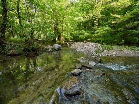 The River In A Stony Channel Flows Through A Dense Green Forest Stock