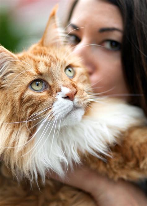 Check Out Our Beautiful Gallery Of Pictures Of Maine Coon Cats