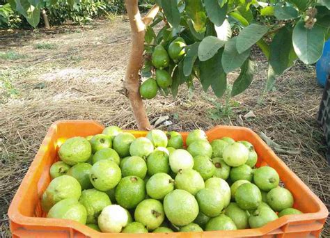 Growing Guava In The Backyard A Full Guide Gardening Tips