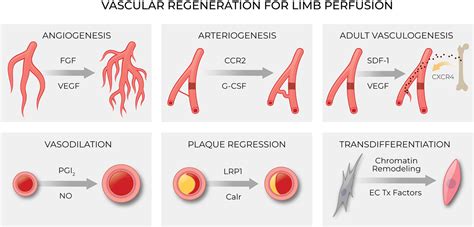 Vascular Regeneration In Peripheral Artery Disease Arteriosclerosis
