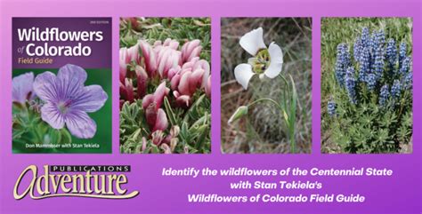 Discover The Wildflowers Of Colorado Adventure Publications