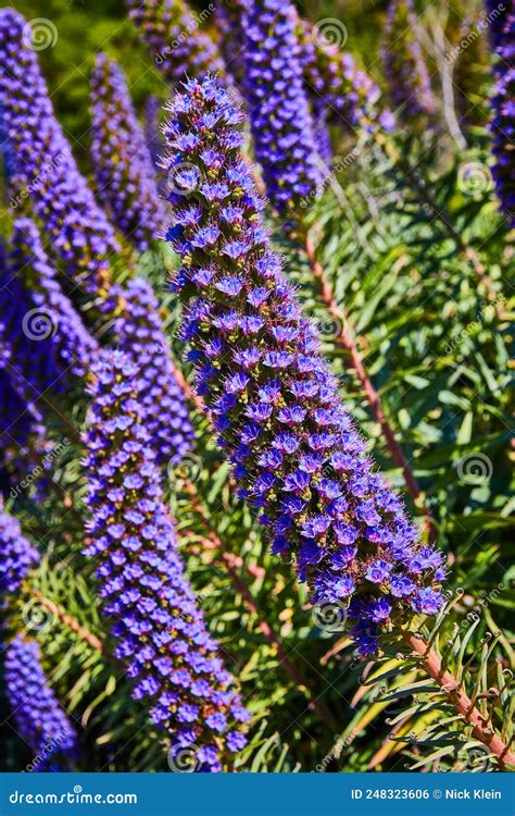 Detail Of Stunning Long Stem Of Purple Flowers In Spring Stock Photo