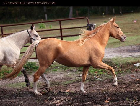 Gold Champagne Horse 1 By Venomxbaby On Deviantart Horses Unusual
