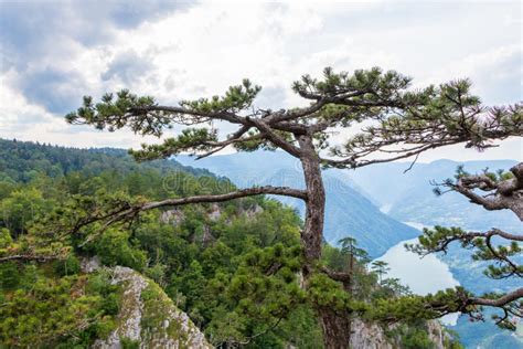 Tara Mountain National Park In Serbia Stock Photo Image Of Nature