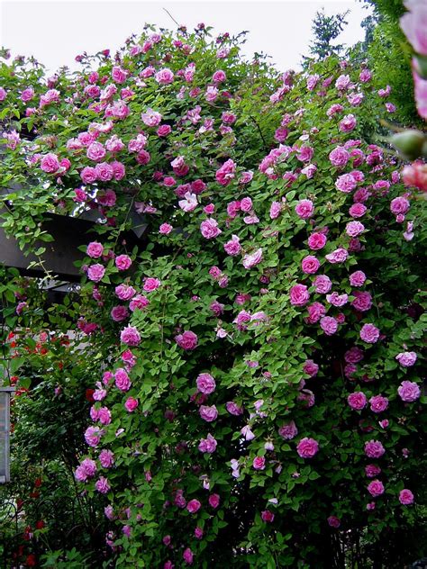 Follow these steps to grow and train your climbing rose to create a stunning display. Zephirine Drouhin -- shade tolerant, thornless climber ...