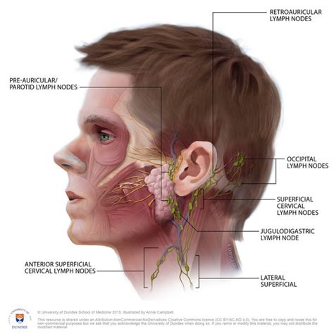 If Your Lymph Node Behind Your Ear Has Been Swollen For A Few Days Is