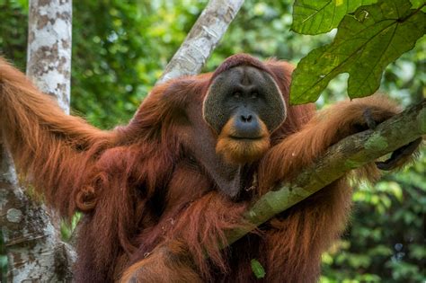 Planting 30000 Trees To Secure A Sanctuary For Orangutans One Tree Planted