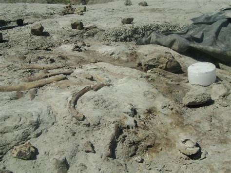 The Bone Bed Picture Of Dinosaur Provincial Park Alberta Tripadvisor