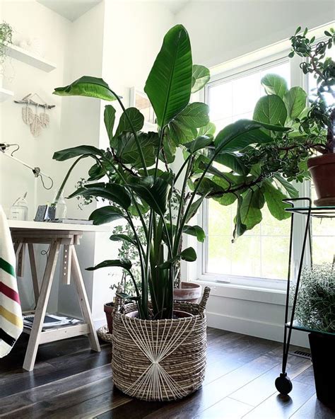 Baskets For Your Indoor Plants My Tasteful Space Tall Indoor Plants