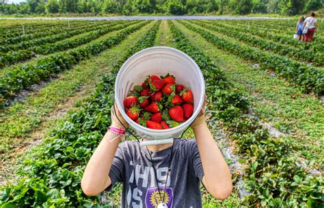 Strawberry Picking In Metro Milwaukee 2021