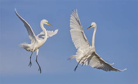 Photographing Birds In Flight