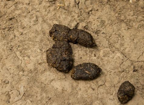 Skunk Poop Vs Dog Poop Notable Differences Babelbark