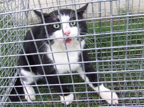 South East Queensland Trapping Feral Cat