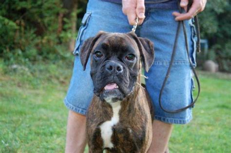 The search tool above returns a list of breeders located nearest to the zip or postal code you enter. AKC Boxer Puppy - 8 months old for Sale in Hartford, Washington Classified | AmericanListed.com