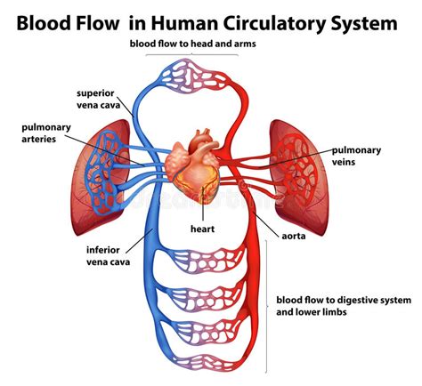 Circulatory system will cullen hart, founder of circulatory system, soundchecking at. Blood Flow In Human Circulatory System Stock Vector ...