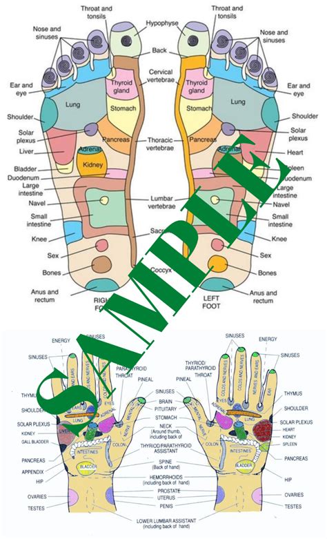 Hand Foot Reflexology Chart Poster Laminated X Ebay Sexiz Pix