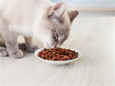 Kidney disease is very prevalent in cats, perhaps as much as in humans. 4 Homemade Cat Food Recipes for Cats with Kidney Disease ...
