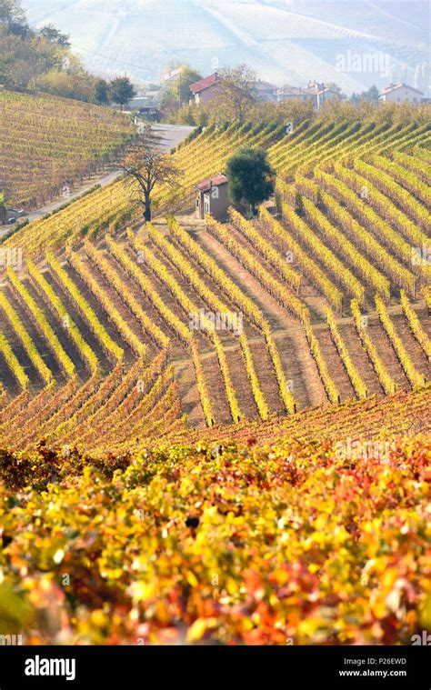 The Vineyards Of The Langhe In Autumn Italy Piedmont Cuneo District