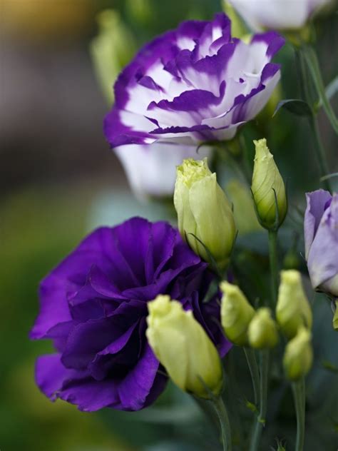 lisianthus plants learn how to grow lisianthus flowers gardening know how