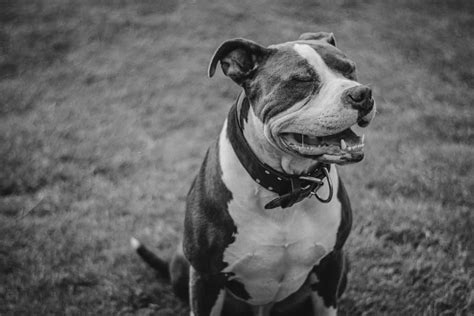 10 Pitbull Terrier Mix Dogs We Love Your Dog Advisor