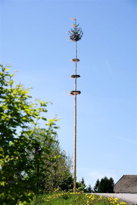 Sicher kennst du die tradition, dass am abend vor dem 1. Bergschützen Maibrunn - Maibaum-Tradition