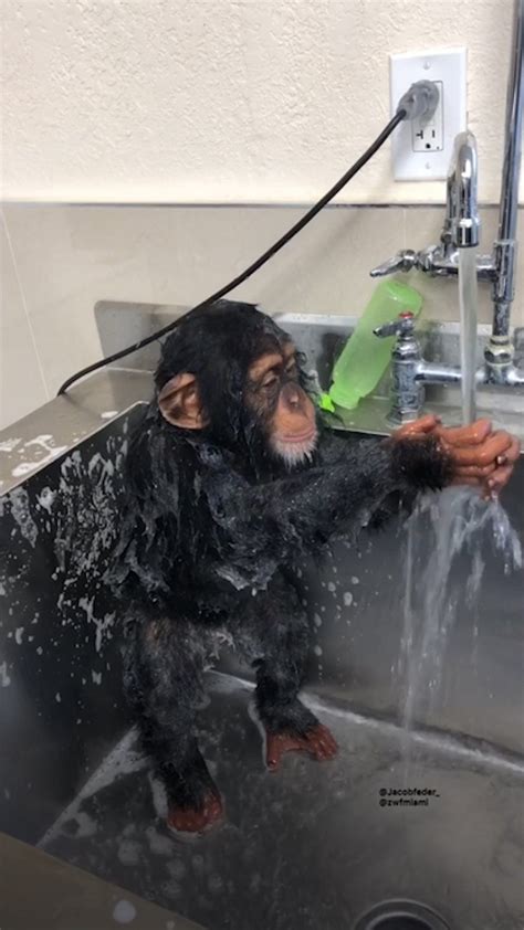 Baby Chimpanzee Taking Shower Just A Chimpanzee Taking A Shower 😅 ️🐒
