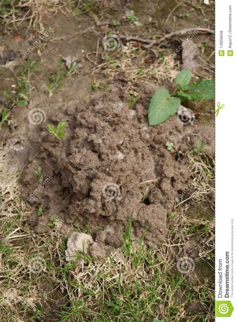 Molehills By Moles Stock Photo Image Of Dome Plant 116058548