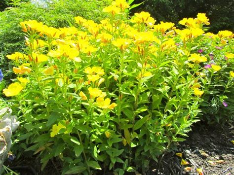 It wasn't until the 1930's that researchers discovered the oil was powerful. GenerousGardeners.com Plant Library Entry for the genus ...