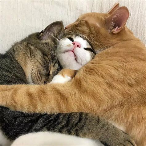 三只猫睡觉喜欢抱在一起，这令人窒息的爱啊。。。感情