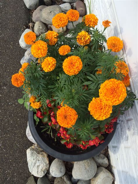 Colorful Marigolds And Begonias In My Garden Pot