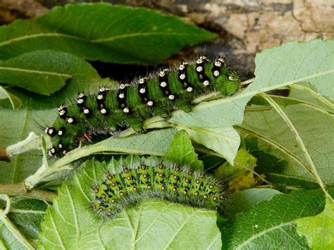 Caterpillar Life Cycle Wildlife Insight