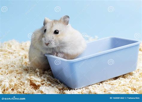 Fluffy Dwarf Hamster Sitting Next To The Feeder On Background Of