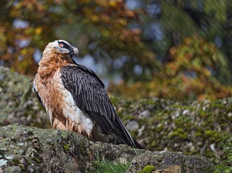30 Bearded Vulture Facts Bone Eating Bird Of Prey