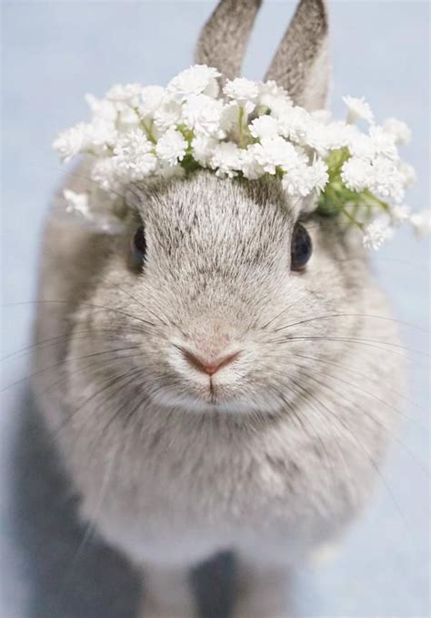 Sweet Rabbit Wearing A Crown Of White Flowers Zoo Domesticated