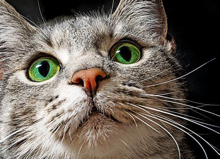 Why do cats get jealous? Do Cats Get Jealous? (and What To Do About It When They Do ...