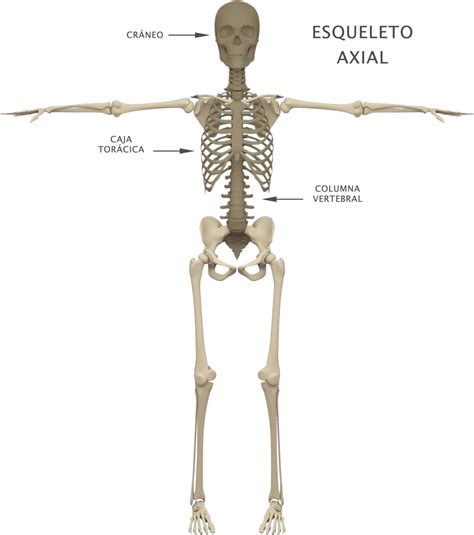 Esqueleto Axial Concepto Funciones Huesos Articulaciones Riset