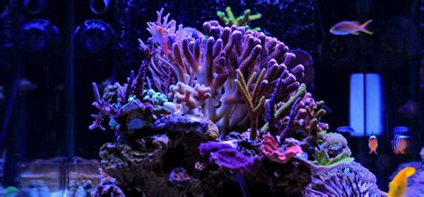 In some cases, a laundromat's target audience may be average costs to start a laundromat can easily range from $200,000 to $500,000. How Much Does It Cost to Start a Saltwater Aquarium ...