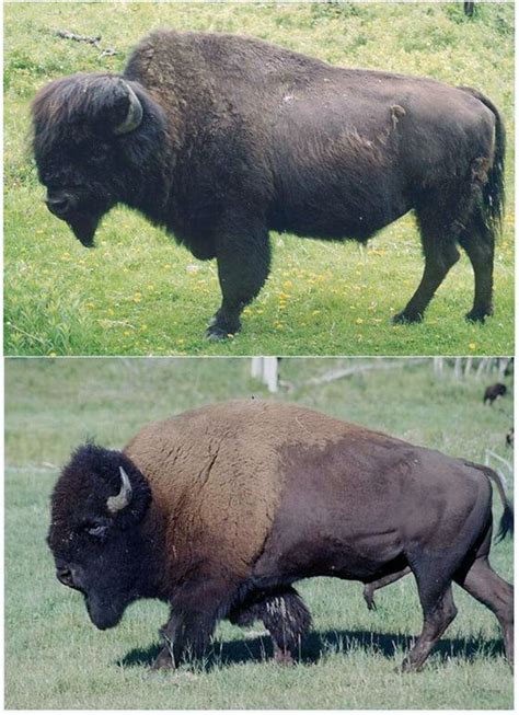 Wood Bison Vs Plains Bison Rinderrassen Ureinwohner Amerikas Tiere