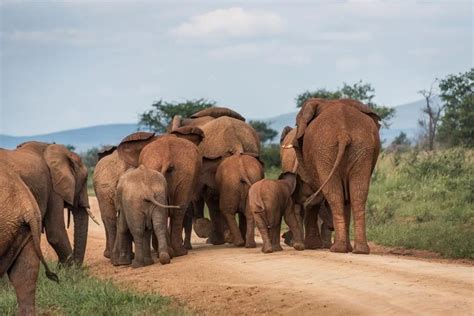 Elephant Lifespan How Long Do Elephants Live Nature And Life