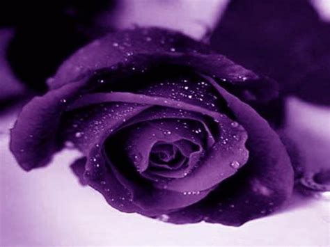 Purple Roses Wallpaper 1024x768 7537