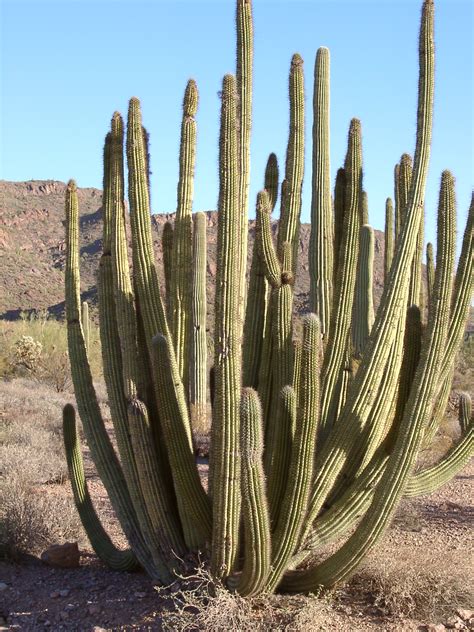 The camel's hump doesn't store water, as many people think. how do cactus adapted to survive in a desert - Science ...