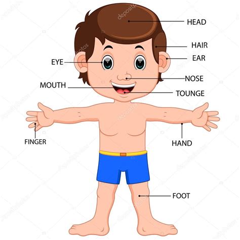 Get Human Body Diagram With Parts Free Images