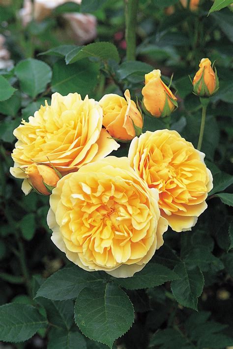 Old English Rose Varieties To Grow Hgtv
