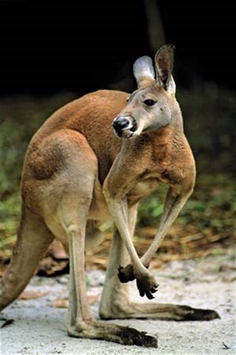 A few things to remember about mammals marsupial | mammal | Britannica.com