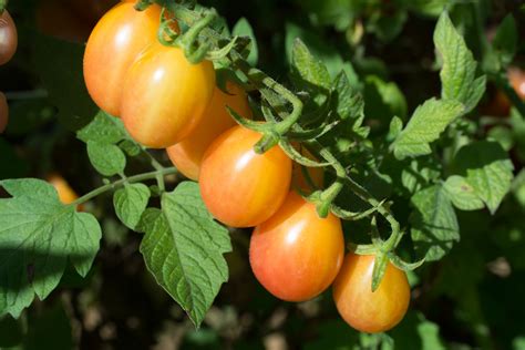Rutgers NJAES Tomato Breeders Release 'Scarlet Sunrise' Bicolor Grape ...