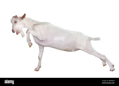 White Goat Full Length Isolated On White Goat Close Up Farm Animals